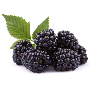 Mountain Blackberry